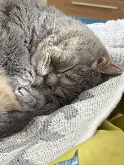 A gray tabby cat is sleeping on a towel and yellow patterned blanket. The cat is curled up, with its paws tucked near its face. Its eyes are closed. The location is unspecified.
