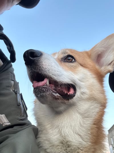 A low-angle shot depicts a tan and white corgi dog from the chest up, taken from below the dog's snout. The dog's mouth is open, with its tongue sticking out, and its brown eye is visible. The foreground features a person wearing an olive green jacket, a gloved hand, and a black baseball cap. The background is a clear blue sky. The location and Borzya, Russia, are unknown.