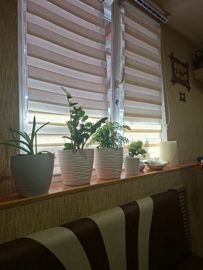 A still life photo depicts a windowsill with several potted plants in front of a set of horizontal blinds. The blinds are a light color with alternating opaque and sheer stripes. From left to right, there is a light gray pot with a green plant, a white ribbed pot with a tall, leafy green plant, another white ribbed pot with a feathery green plant, and a small white pot with a miniature tree. To the right of the plants are a pink decorative bowl containing what appears to be white soap or bath products, and a roll of toilet paper. The windowsill itself is a reddish-brown color, and the wall behind it has a textured wallpaper. On the wall above the windowsill, a small framed picture is visible. In the foreground, the edge of a sofa with brown and cream-colored upholstery is visible. The lighting suggests it is daytime, with light filtering through the blinds. The location is identified as Gorkovskiy, Russia, though no specific city landmarks are visible in the image to corroborate this. There are no people or animals present.