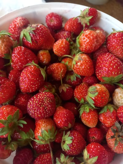A close-up, top-down shot showcases a large quantity of ripe strawberries filling a white bowl. The strawberries are a vibrant red, with visible seeds and green stems. Some strawberries show slight imperfections or a lighter hue, suggesting variations in ripeness or minor bruising. The lighting is natural, casting subtle shadows and highlighting the glossy texture of the fruit. The background is out of focus, with hints of a light-colored surface and darker tones, likely indicating the surrounding environment. There is no indication of location in Sterlibashevo, Russia within the image itself.