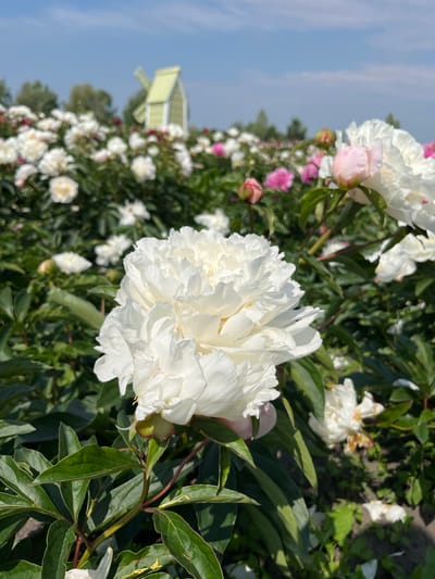 A field of peonies in Severynivka, Ukraine, is captured on a sunny day under a clear blue sky with scattered clouds. The foreground is dominated by a large, fully bloomed white peony with delicate, ruffled petals. Behind it, a dense field of peonies stretches into the distance, with many white and pink blossoms in various stages of bloom. In the background, a small, light green windmill with a darker green roof stands among the trees. The scene depicts a picturesque rural landscape during peony season.