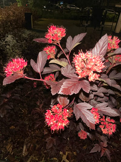The image depicts a cluster of vibrant red flowers with delicate, spiky pistils and sepals, set against a backdrop of dark, purplish-red leaves. The foliage is lush and appears somewhat damp, with water droplets visible on some of the leaves, suggesting recent rain or dew. The flowers are in various stages of bloom, with some fully open and others still forming.

The scene is illuminated by artificial light, casting a low-light, nighttime ambiance. In the background, out of focus, are indications of an urban environment. A black trash receptacle is visible on the left, and beyond that, faint outlines of fences, streetlights, and what appear to be parked cars can be discerned. The overall setting suggests an outdoor space, possibly a garden or public area, within the city of Laikovo, Russia. There are no people or animals visible in the image. The focus is entirely on the botanical elements of the scene.