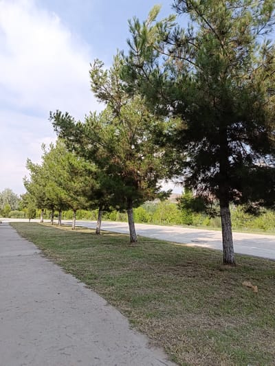 A row of young pine trees lines a paved walkway in Gulshan, Uzbekistan. The trees, planted in a grassy strip, have thin, textured trunks and dense green needles. Beyond the walkway and grass, a paved road runs parallel to the trees, separated by a grassy verge. In the background, lush green foliage and distant hills are visible under a partly cloudy sky. The overall scene depicts a well-maintained park or roadside area.