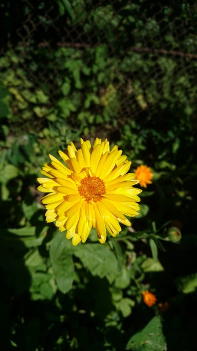 A close-up, eye-level shot focuses on a vibrant yellow calendula flower in full bloom. The flower's center is a rich orange-brown, surrounded by numerous bright yellow petals that are slightly curled and pointed. The flower is positioned slightly to the left of the frame's center, with soft, dappled sunlight illuminating its petals.
In the background, out of focus, are lush green leaves and foliage, creating a natural garden setting. A dark chain-link fence is visible in the upper portion of the background, suggesting the garden might be enclosed. To the right and further back, another smaller, blurry orange flower can be seen, along with a bud. The overall lighting suggests it is daytime, with strong sunlight creating shadows on the foliage. This scene is situated in a garden within the city of Dvirets, Ukraine.