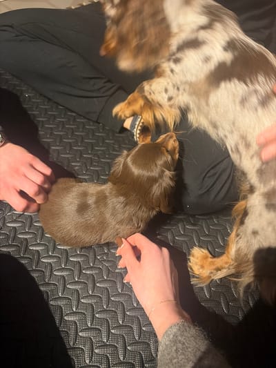 The image presents an aerial view of two dogs resting on a person's lap, likely indoors. The person is wearing black pants and a grey sweater. One dog is a brown dachshund. The other dog has brown and white mottled fur. A second person is petting the brown dog. The scene is set on a black textured surface, presumably a mat. The location is indeterminate but based on the prompt, may be Mirabel, Canada.