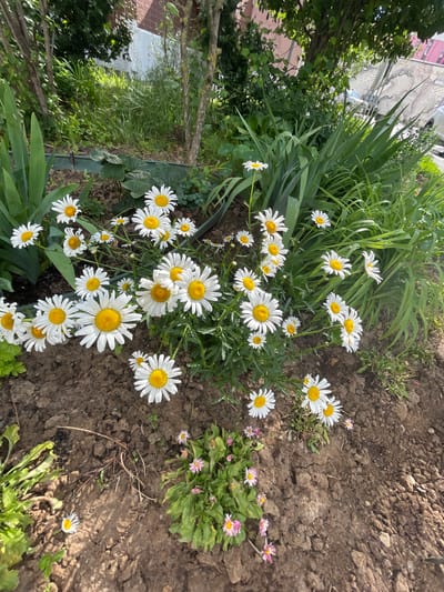 The image depicts a garden bed with a cluster of white daisies with yellow centers in the foreground, some of which are partially obscured by dark soil. To the left and rear of the daisies are broad, green leaves and slender, tall green foliage. In the background, the scene transitions to a more naturalistic setting with trees, dense greenery, and a hint of a building with red and white brickwork, suggesting an urban or suburban environment. The overall lighting indicates it is daytime, with sunlight casting shadows and highlighting the flowers. The location in К/п Ваутутинки, Russia is not visually identifiable from the provided image.