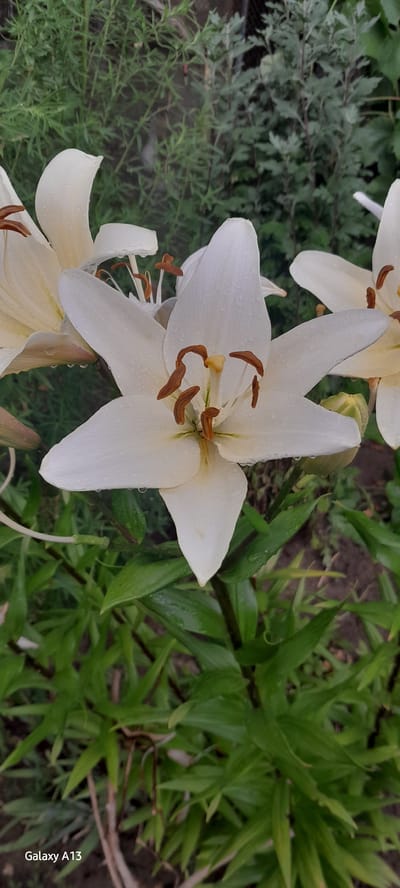 A white lily with water droplets is in the foreground, its petals spread open to reveal its stamen and pistil. In the background, green foliage and some soil are visible. The image is a close-up shot, and the camera is positioned slightly above the flower. A portion of a cell phone's watermark, "Galaxy A13," is visible in the bottom left corner of the image.