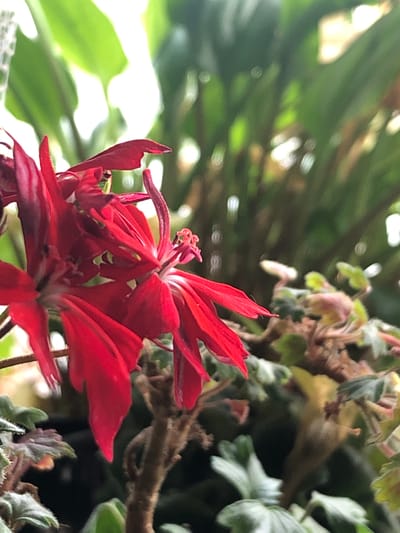 The image is a close-up, low-angle shot of vibrant red flowers with delicate, wispy petals. The flowers appear to be part of a plant with a somewhat woody stem. The background is a blur of green foliage and soft, out-of-focus bokeh lights, suggesting an outdoor or well-lit indoor setting. The lighting is natural and illuminates the red petals, highlighting their texture and form. There are no people or specific city landmarks visible in the image, making it impossible to determine its location within Пионерский, Russia.