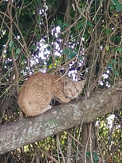 A tabby cat is perched on a thick tree branch. The cat has orange fur with dark tabby stripes and is looking towards the viewer with wide eyes. The branch is rough and covered in lichen. Behind the cat, there are dense green leaves and tangled vines, suggesting an outdoor, possibly natural, environment. The lighting is somewhat dappled, indicating sunlight filtering through foliage. The image appears to be a close-up shot focused on the cat and its immediate surroundings. The scene is set in the city of Tabanan, Indonesia, within a garden or a natural setting.