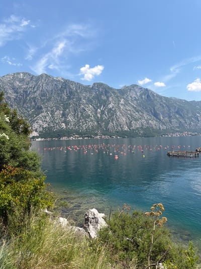 A serene, wide-angle, eye-level shot depicts a picturesque bay in Dražin Vrt, Montenegro. The foreground is dominated by lush green foliage and tall, dry grasses bordering a rocky shoreline. The clear, turquoise water of the bay is dotted with numerous red and pink buoys, suggesting an aquaculture farm, and a circular netted enclosure further out. Across the water, a distant town is nestled at the base of imposing, rugged mountains that stretch across the horizon, their rocky faces partially covered in sparse vegetation. The sky above is a vibrant blue, adorned with scattered white clouds and a faint contrail from an aircraft. The overall impression is one of natural beauty and tranquility.