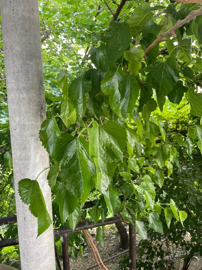 A close-up, eye-level shot focuses on a cluster of vibrant green mulberry leaves on a tree branch, positioned to the right of a large, textured concrete pillar. The leaves are broad with serrated edges and prominent veins, some appearing slightly wet. The background is a blur of more greenery and branches, with glimpses of a dark metal railing and dry ground with scattered debris, suggesting an outdoor, potentially urban environment like Khadzhalmakhi, Russia. No people or animals are visible in the frame.