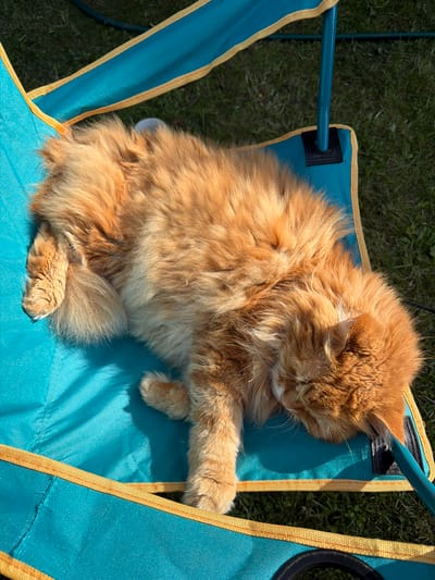 A fluffy orange cat sleeps on a teal and yellow camping chair in Peniki, Russia. The chair is set on green grass. The cat is curled up, with its head resting on the chair and its tail wrapped around its body. Sunlight casts shadows on the chair and cat.