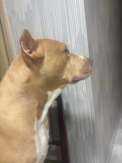 The media file shows a close-up, low-angle shot of a tan and white dog looking upwards. The dog's head and neck are the primary subjects, with its ears visible and tilted back. The background consists of a light-colored, textured surface with horizontal lines, possibly a wall or a piece of furniture. A dark wooden surface is partially visible in the lower right corner. The lighting suggests an indoor setting, with a soft, diffused light. The dog's expression appears alert or curious, as it gazes intently upwards. There is no visible text in the image. The overall scene is simple and focused on the dog.