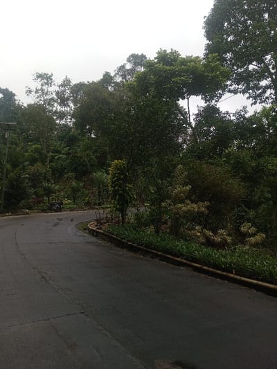 This image depicts a two-lane asphalt road curving sharply left through a densely vegetated, hilly landscape in Eheliyagoda, Sri Lanka, under an overcast sky. The dark grey road surface appears damp. To the left of the road, a steep embankment is covered in lush, dark green trees and undergrowth. A dark-colored motorcycle, resembling a scooter, is stationary on the left shoulder of the road, partially obscured by foliage. A metal pole, identified as a solar-powered street light structure, is visible on the upper left. On the right side of the road, a low, dark curb delineates a landscaped verge filled with various plant species, including lighter green shrubs, ground cover, and a prominent vertically growing plant with large, overlapping green leaves. The sky is uniformly light grey, indicating heavy cloud cover or mist. No individuals are present in the scene.