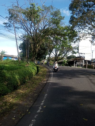 The image depicts a roadside scene in Phonengam, Laos, under a clear blue sky. An asphalt road, marked with a faded white dashed line on its left edge, curves slightly to the right and recedes into the distance. A single individual, dressed in light-colored clothing and potentially a head covering, operates a white scooter/motorcycle, traveling away from the viewer in the right lane. Several other motorcycles are visible further down the road, also heading in the same direction.

To the immediate left of the road is a dirt shoulder scattered with dry leaves, transitioning to a dense, overgrown grassy embankment. Beyond this embankment, a tall utility pole with multiple overhead wires stands upright. Various large trees with both dense green foliage and some bare branches line the left side of the road, obscuring portions of a blue building with visible markings.

On the right side of the road, more large trees with full canopies are present. Behind these trees and in the mid-distance, a tall, white, rectangular structure, possibly a billboard or the facade of a building, is prominently visible. Additional indistinct buildings and structures can be observed in the background on the right. Shadows from the trees are cast across the road surface.