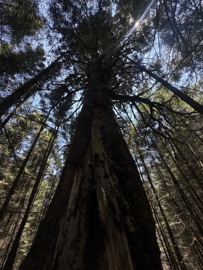 The image is a low-angle shot looking up through a forest canopy. The sky is visible in patches between the trees, with a sun flare in the upper left. The main subject appears to be a large tree trunk, possibly hollowed out, extending diagonally across the frame. Other trees surround it, creating a dense, somewhat dark forest environment. It is unlikely to be Guadaloupe, Mexico, due to the vegetation being more consistent with a temperate forest environment.