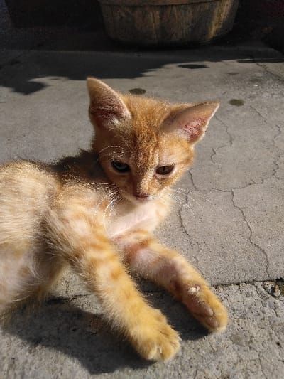 An orange tabby kitten is observed lying on a grey, cracked concrete surface in Yellowknife, Canada. The kitten's fur is ginger with subtle stripe patterns. Its head is slightly lowered and tilted right, facing forward. It exhibits heterochromia, with its left eye (viewer's perspective) appearing blue-green and its right eye amber-brown. Prominent white whiskers extend from its muzzle. Patches of reddish skin are visible on its left front leg and near its chest, with a small white lesion present on its right front paw. The scene is illuminated by strong, direct sunlight, casting distinct shadows from the kitten. In the background, a dark, weathered, cylindrical planter pot is partially visible within a shadowed area. Small, dark, wet-looking spots are scattered on the concrete surface behind the kitten.