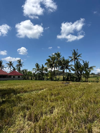 The image captures a landscape in Gubug, Indonesia, under a clear blue sky dotted with fluffy white clouds. The foreground is dominated by a field of golden-brown rice stalks, likely ready for harvest. Along the horizon line, a row of tall coconut palm trees stands, their green fronds swaying in the breeze. At the bottom of the frame, a building with a red-tiled roof is partially visible, suggesting a residential or agricultural structure. The scene conveys a sense of rural tranquility and agricultural activity.