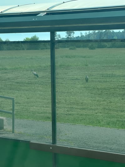 The image shows a view through a mesh screen, likely from a covered seating area, looking out onto a grassy field. In the distance, a forest can be seen under a clear sky. A single bird is visible on the field, approximately in the center-left of the frame, appearing to be walking or foraging. The mesh screen itself is green and has a repeating pattern of small circular perforations. The overall scene suggests an outdoor recreational area in Jaunolaine, Latvia.