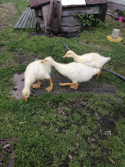 Three young geese are foraging on a patch of grass next to a grey metal grate. The geese are fluffy and yellow, with orange beaks and feet. The goose in the foreground is bending down to eat, while the other two are standing or walking behind it. In the background, there is a wooden structure with a grey tarp draped over it, a yellow feeder, and some green plants. The ground is covered in grass and some dirt. The location is identified as Рэчыцкі сельскі Савет, Belarus.