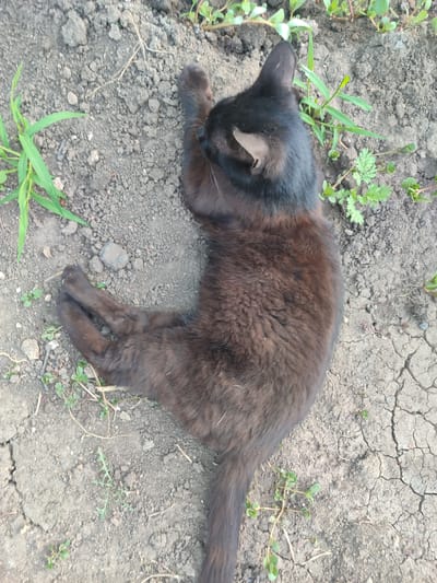 A black cat is lying on dry, cracked earth. The cat is mostly black with some brown undertones visible in its fur. It is curled up, with its front paws tucked underneath its head, and its hind legs stretched out. The cat appears relaxed. Several small green plants are growing in the soil around the cat. The image is taken from a top-down perspective. The lighting suggests it is daytime. The setting appears to be outdoors in a garden or yard.