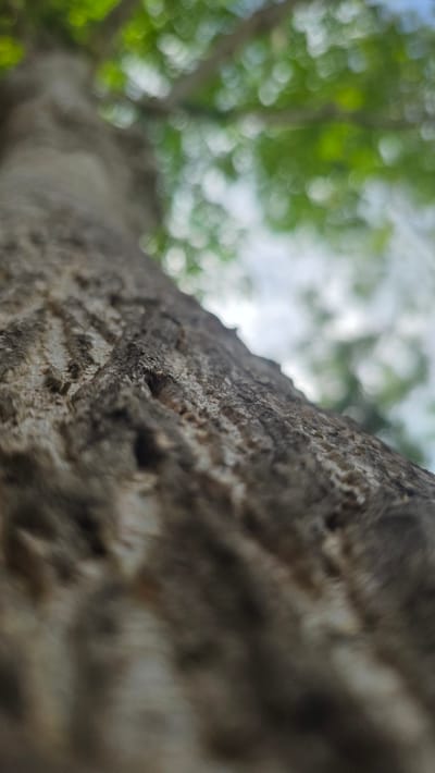 A low-angle, close-up shot features the rough bark of a tree trunk, which dominates the left side of the frame and extends upwards. The bark is textured with crevices and a light-to-medium brown color. To the right of the trunk, a blurred background of green foliage suggests leaves and branches, with indistinct shapes of other trees visible further away. Patches of bright light, possibly sunlight filtering through the leaves, add bokeh-like shapes to the background. The sky is partially visible, appearing as a light, slightly cloudy area behind the foliage. The image was taken in Raya Sanggeu, Indonesia.