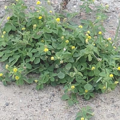 The image shows a close-up, overhead view of a patch of low-growing green plants with small yellow flowers, growing out of a cracked concrete surface. The plants are clustered together, with many leaves and numerous small, bright yellow blossoms. The concrete ground is rough and textured, with visible cracks and small pebbles embedded in it. The lighting appears to be natural daylight, suggesting an outdoor setting. There are no people or animals visible in the image. The focus is on the contrast between the delicate green plants and their yellow flowers against the harsh, gray concrete. The scene evokes a sense of nature's resilience, with plant life finding a way to grow in an urban or man-made environment. The image is slightly blurry, which contributes to a soft, natural feel. No text is visible.