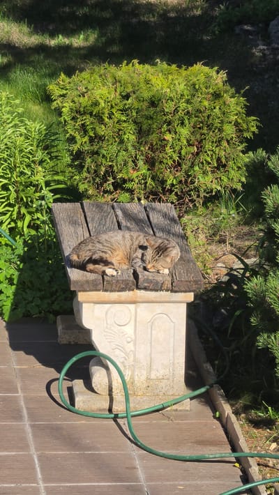 A tabby cat sleeps on a weathered wooden bench situated next to a decorative stone pillar and garden hose in an outdoor setting. The surrounding environment includes greenery, suggesting a garden or natural area. The location is Rogachevo, Bulgaria.