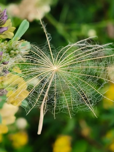 A close-up, vertical shot captures a single, delicate seed from a plant, likely a dandelion or similar species, suspended against a blurred backdrop of green foliage and scattered yellow and purple wildflowers. The seed itself is the focal point, exhibiting a symmetrical, starburst-like structure of fine, wispy filaments radiating from a central stem. The filaments are a pale, translucent beige and are intricately webbed with thinner, hair-like fibers. The background is a soft wash of greens, yellows, and purples, indicating a natural outdoor environment, possibly a meadow or garden. The overall impression is one of fragility and natural beauty. The specific location within Shyroka Dacha, Ukraine, cannot be determined from the visual information provided. There are no people, animals, or specific structures visible in the image.