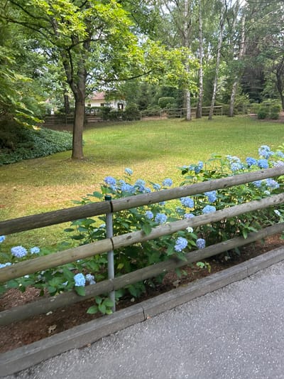 The image shows a pathway in Reisbach, Germany, with a wooden fence along one side. Behind the fence, a lush green lawn is visible, bordered by trees. Hydrangeas with blue flowers are planted along the fence. In the background, a white house with a red roof can be seen amidst more trees and greenery. The pathway appears to be made of asphalt, with a concrete curb separating it from the landscaped area. The scene suggests a well-maintained garden or park setting.