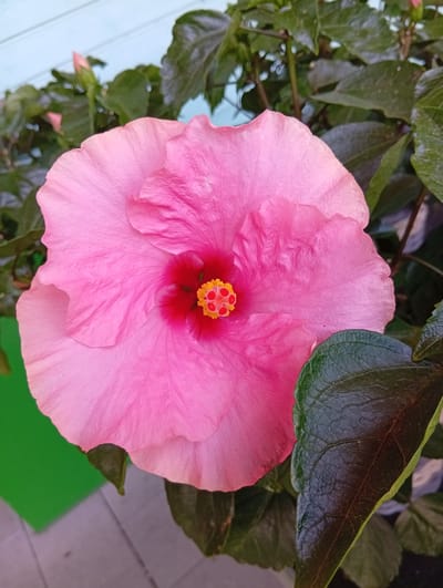 This media file is a close-up, high-angle photograph of a large, vibrant pink hibiscus flower in full bloom. The flower dominates the frame with its delicate, ruffled petals and a deep red and yellow center. Surrounding the flower are dark green, glossy hibiscus leaves, some of which are in sharp focus, while others are blurred in the background.
The setting appears to be outdoors, with hints of man-made elements. In the background, a light blue, horizontally slatted surface, possibly a wall or fence, is visible at the top, and a bright green surface is seen on the left side, suggesting it could be a painted object or a piece of material. Below the flower, a gray, tiled or paved surface is partially visible, indicating a patio or walkway.
The lighting suggests it is daytime, likely with soft or diffused light, as there are no harsh shadows on the flower or leaves. The overall mood is serene and natural, highlighting the beauty of the blooming flower.
There is no visible text in the image. The location context of Zofingen, Switzerland, is provided externally and not discernible from the visual content itself.
