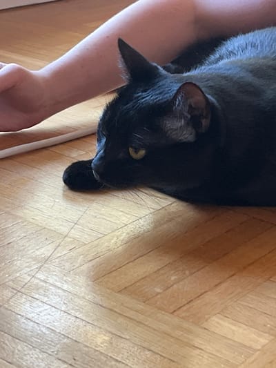 The image depicts a close-up view of a black cat lying on a light-colored wooden floor, with a person's arm visible in the upper left quadrant. The cat is resting its head on its paw, with its body extending out of frame to the right. Its eye is partially visible, appearing yellow. The wooden floor has a parquet pattern with visible grain and some scuff marks. A thin white object, possibly a thin piece of trim or a ruler, runs horizontally along the bottom edge of the visible person's arm. The scene is lit from above, casting a shadow from the person's arm onto the floor. The location is specified as L'Haÿ-les-Roses, France, but the image itself provides no visual cues to confirm this location.