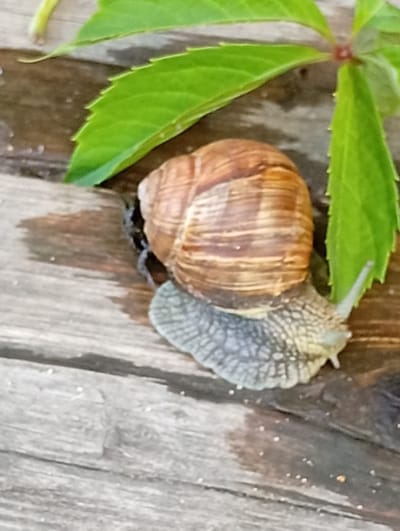 A snail is depicted in a close-up shot on a wooden surface. The snail has a brown, spiral shell and a gray, textured body. It is positioned on weathered wooden planks, with some damp patches visible on the wood, suggesting recent moisture. The background includes parts of green leaves, one of which is prominently placed above and to the right of the snail, and another leaf fragment at the top left. The lighting appears natural, consistent with daylight, and there are no specific indicators of the time of day. The scene evokes a natural, outdoor environment, likely a garden or an area with vegetation. The overall impression is one of quiet observation of a small creature in its habitat. No text is visible in the image. The location context provided is Pavlovsky Posad, Russia.