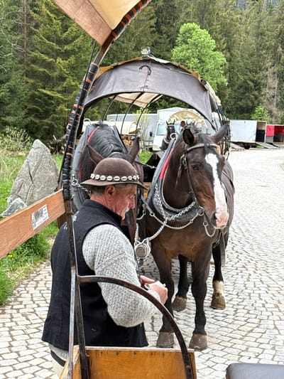 A color, ground-level, medium, exterior shot depicts a horse-drawn carriage in Brzegi, Poland.
The horse is brown with a white blaze on its face, wearing a harness with silver chains. A man wearing a brown hat adorned with shells, a gray sweater, and a black vest sits in the driver's seat of the carriage. The carriage has a black canopy and is made of wood and metal.
The carriage is parked on a cobblestone street. In the background, there are trees and a building with red and white elements. The environment suggests a tourist or recreational setting. The image is rotated sideways.