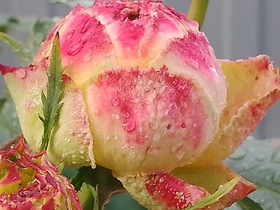 The image is a close-up, high-angle shot of a partially opened rose bud, covered in water droplets, with a faded rose bud in the lower left corner. The rose bud is predominantly pale yellow with streaks of pink and red on its petals. Some petals have ruffled edges. A thin green leaf is visible on the left side, partially obscuring the main bud. The background is out of focus, showing a muted gray-blue and green. The scene is likely in a garden or natural outdoor setting. The location provided, Свіслацкі сельскі Савет, Belarus, suggests this is a rural area, possibly indicating the rose is in a garden or a naturalized setting within this region.