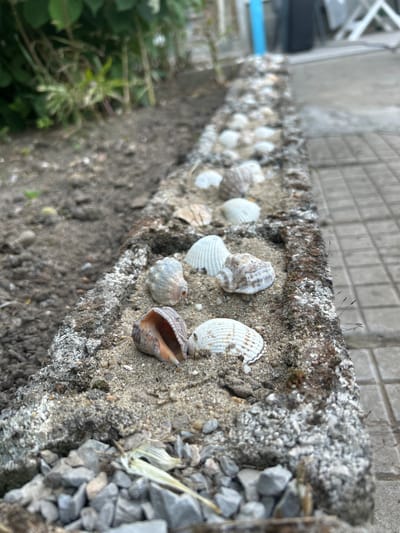 The image shows a close-up, eye-level view of a low, concrete border or planter box filled with sand and various seashells. The border is textured and appears weathered, with some moss or lichen growth. In the sand, several seashells are visible, some whole and some broken, in shades of white, tan, and brown. Some are spiral-shaped, while others are fan-shaped. To the left of the border is dark, sandy soil with some dry plant matter and small grey gravel. To the right of the border is a paved walkway with square grey tiles. In the background, out of focus, are green foliage and what appears to be parts of outdoor furniture and a blue pole. The image depicts an outdoor scene, possibly a garden or courtyard, located in Salmanovo, Bulgaria. No people or actions are depicted in the image.