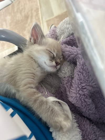 A light-colored, likely cream or lynx point, kitten is depicted sleeping on its side in an indoor setting. Its eyes are closed, indicating a state of rest. The kitten is partially covered by a plush, multi-textured blanket in shades of purple, grey, and white. A metallic zipper is visible near the kitten's neck/chest area. A white braided strap is positioned beneath its front paw. The kitten rests on a smooth, vibrant blue fabric. In the upper left background, a curved, grey, possibly metallic or plastic, structure is present. The far background is blurred, showing a light-colored surface, while the right side of the frame is occupied by a bright, reflective white, out-of-focus object. The specific geographic location in the city of Rozino, Bulgaria, cannot be verified from the visual information provided in the image.