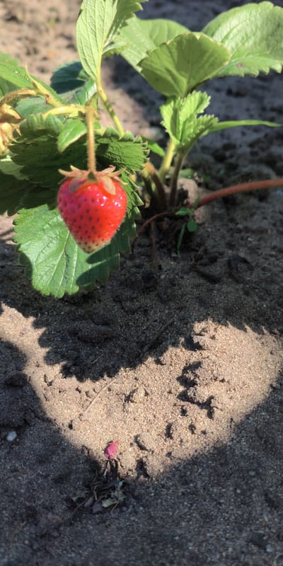 A single, ripe strawberry hangs from a green stem, its red skin dotted with small seeds. The strawberry is positioned in the center of the image, slightly to the left, and is surrounded by lush green leaves of a strawberry plant. The plant is growing in sandy soil, which appears dry and textured. Shadows from the leaves and stem cast patterns on the ground. The background is out of focus, showing more of the soil and foliage. There are no people or any indication of a specific urban location.