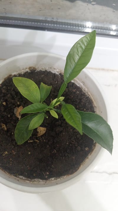 A small, green citrus plant seedling is shown in a white pot filled with dark soil. The plant has several leaves, some of which are a lighter green or have yellow spots. The pot is placed on a white surface, possibly a windowsill, with a window or similar translucent barrier visible in the background. There are no people or animals present in the image. The scene is indoors and appears to be a still-life composition focusing on the plant. The location of Balykchy, Kyrgyzstan is not ascertainable from the visual information provided in the image.