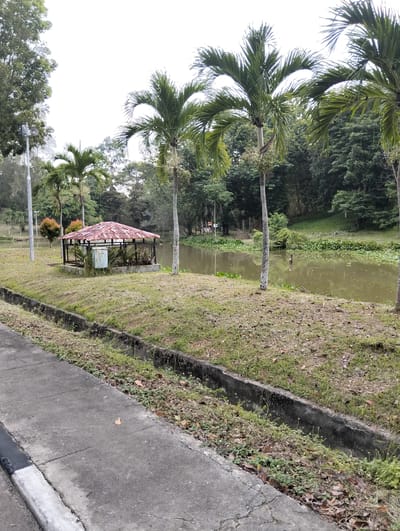 A paved walkway runs along the left side of the image, bordered by a concrete drainage ditch. Beyond the ditch, a grassy area slopes gently down towards a calm, murky body of water. Several palm trees are scattered across the landscape, with their fronds reaching towards a bright, overcast sky. In the middle ground, a small, open-sided gazebo with a weathered, reddish-brown tiled roof stands on a grassy island. The gazebo has a metal fence around its perimeter and a white utility box inside. A few small, ornamental trees with red leaves are planted near the gazebo. The water body is partially covered with aquatic plants, and the background is filled with lush, dense green foliage and trees, suggesting a natural or park-like setting. The overall impression is one of a peaceful, natural environment. No people are visible in the image. The lighting suggests it is daytime, with diffused light indicating cloudy weather. The presence of palm trees and dense greenery hints at a tropical or subtropical climate, consistent with the Palohgadeng, Indonesia location context.