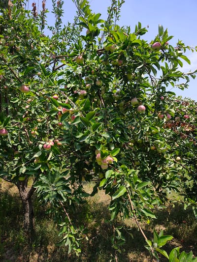 The image depicts an apple tree laden with ripening apples. The tree is full of green leaves and branches, with numerous apples in various stages of ripeness, showing shades of green and blush pink. The apples are clustered on the branches, some more prominent than others. The background consists of a clear blue sky and dry grass on the ground, suggesting an outdoor setting in a rural or orchard environment. The lighting indicates it is daytime, likely mid-morning or afternoon, with ample sunlight casting shadows. The overall scene is one of natural abundance and the bounty of a fruit-bearing tree. There is no visible text in the image. The context provided suggests the location is Sakaldy, Kyrgyzstan.