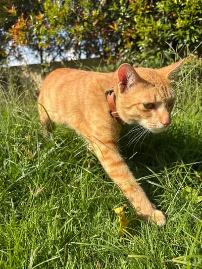 An orange tabby cat with a brown collar is sitting in a grassy area. The cat is looking upwards and reaching out with its right front paw, possibly towards the grass. The background includes foliage, possibly a bush or trees. The location is in the city of Cemagi, Indonesia.