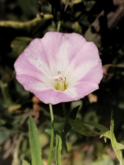 A close-up, vertical shot captures a single, pale pink and white bindweed flower in full bloom, set against a dark, out-of-focus background of foliage and branches. The flower's five petals are fused at the base, forming a trumpet-like shape, with delicate pink stripes radiating from the center. The stamens and pistil are visible in the flower's throat, appearing as a cluster of thin, pale yellow and brown filaments. The background is a blur of greens and browns, suggesting a natural, possibly wild setting. The overall lighting is dim, with the flower illuminated by a light source that creates subtle shadows and highlights. The image provides no specific indicators of location within Muminabad, Uzbekistan.