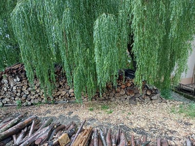 This media file showcases an outdoor scene in Сонячне, Ukraine, dominated by a large weeping willow tree with long, green, drooping branches. The tree's foliage creates a dense curtain, partially obscuring a stacked wall of cut firewood. The firewood is neatly arranged in sections, with logs of varying sizes and thicknesses.
Beneath the stacked firewood, the ground is covered with a scattering of light-colored debris, likely fallen leaves or wood shavings. In the foreground, a collection of longer, rougher logs is piled haphazardly. These logs appear to be of a larger diameter and have a more weathered appearance compared to the stacked firewood.
The overall impression is one of a rustic, possibly rural setting, where firewood is being stored. The lighting suggests it is daytime, possibly overcast or late afternoon, given the diffused light and lack of harsh shadows. There are no people visible in the frame, and the scene evokes a sense of quiet and natural abundance. A glimpse of a building or structure can be seen to the right, with a railing or fence. No text is visible in the image.