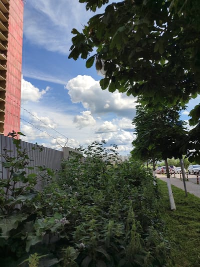The image shows an outdoor scene in Bugry, Russia, on a partly cloudy day. In the foreground, there is dense green vegetation with some spiky seed pods. Behind the vegetation is a corrugated metal fence with barbed wire strung across the top. To the left of the fence, a portion of a tall, unfinished building with a red facade is visible. To the right of the fence, a sidewalk runs alongside a street lined with parked cars. Several trees with green leaves are planted along the sidewalk, and some of their trunks are painted white at the base. The sky is blue with scattered white clouds.