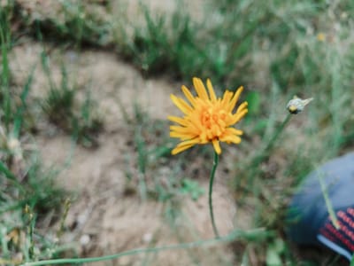 In Łomna-Las, Poland, a close-up, slightly blurred photograph captures a vibrant yellow dandelion in a grassy, sandy environment. The flower, with its many delicate petals, stands tall on a thin green stem, its bright color contrasting with the muted tones of the surrounding vegetation and soil. To the right of the dandelion, a closed bud of a similar plant can be seen, hinting at the cycle of growth.
In the lower right corner of the frame, a portion of a person's foot wearing a dark shoe with red accents is visible, suggesting the presence of an observer or passerby. The background is a soft focus of green grass and dry, sandy patches, indicating an outdoor setting, possibly a field or a path. The overall impression is one of a casual moment captured in nature. The lighting appears to be natural daylight, but the specific time of day and weather conditions are not explicitly discernible due to the focus and blur. There is no visible text in the image.