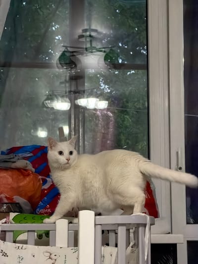 A medium shot depicts a white cat perched upside down on bags, likely on a shelf or storage unit. The background features a window showing blurred greenery and a possible reflection of the interior space. The storage unit is white with what appears to be shelves containing linens with animal patterns. The bags are multicolored with blue, red and orange. The cat's tail is pointing straight up. The image was taken in Staraya, Russia.