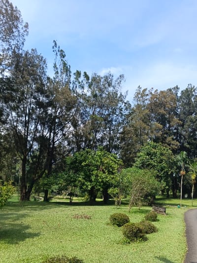 A vibrant green lawn stretches towards a line of trees under a clear blue sky. Tall, slender trees with sparse foliage stand alongside dense, leafy trees. Small bushes dot the foreground, casting shadows on the well-manicured grass. A paved road curves into the scene on the right, hinting at a park or garden setting. Sunlight illuminates the greenery, creating a peaceful outdoor ambiance.