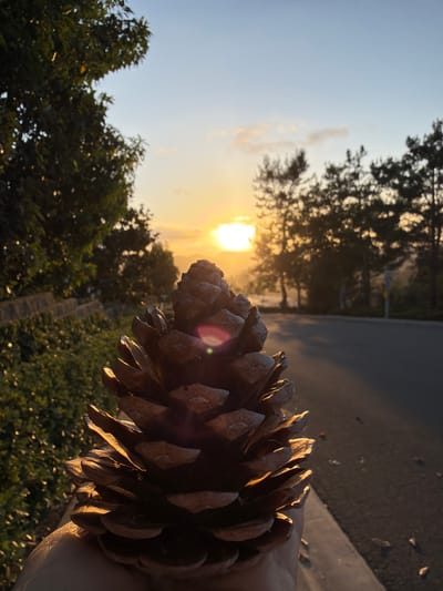 A close-up, low-angle shot shows a person's hand holding a large, brown pinecone in the foreground. The pinecone is illuminated by the golden light of a sunset, casting warm tones on its scales. Behind the pinecone, a paved road curves to the right, bordered by a lush green embankment on the left and a line of silhouetted trees on the right. The sky above is a gradient of pale blue and orange, with a few wispy clouds. The overall setting suggests an outdoor scene in a suburban or natural environment during the late afternoon or early evening. The specific location in Aliso Viejo, United States of America, is not visually identifiable from the image content.