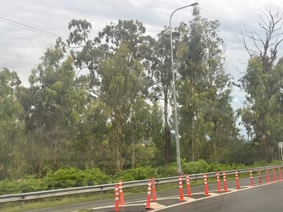 The image shows a roadside scene with a dense forest of tall, slender trees, primarily eucalyptus, on the left side of the frame. The trees have a mix of green and greyish-green foliage. A grey metal guardrail separates the roadway from the vegetation. Orange traffic cones with white stripes are lined up along the edge of the asphalt road, indicating a construction zone or traffic diversion. A street light pole stands tall amongst the trees. The sky is overcast with grey clouds, suggesting a cloudy or possibly rainy day. The scene appears to be set in a rural or semi-rural area, possibly along a highway or main road, with no visible people. The general atmosphere is one of a natural landscape adjacent to a transportation route. The location is identified as Kveda Kvirike, Georgia.